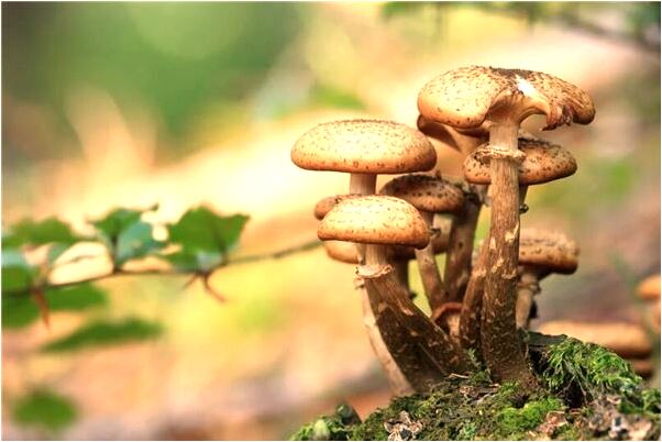 夢到我和爸在一起什麼寓意_周公解夢官網