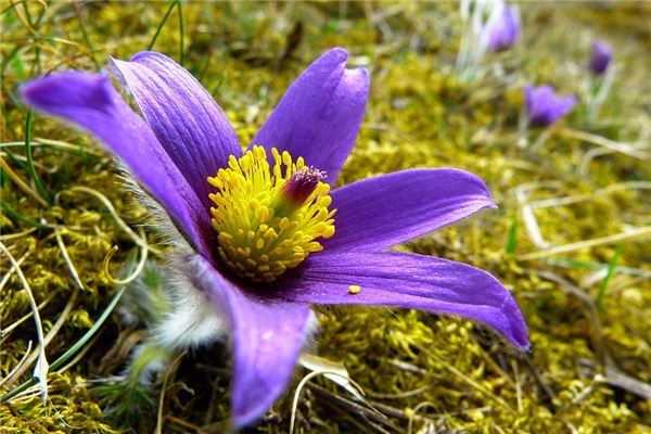 夢到了自己種花有什麼徵兆_周公解夢