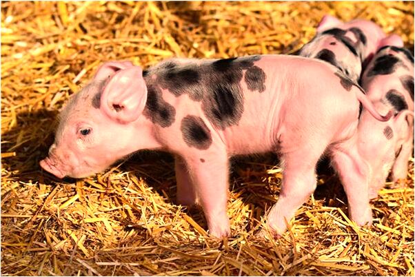 夢到了許多肥豬是什麼意思_周公解夢官網