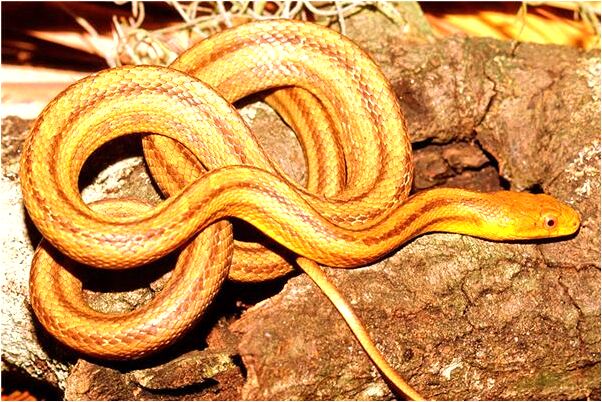 夢到了孩子腿上長膿泡瘡意味著什麼_周公解夢官網