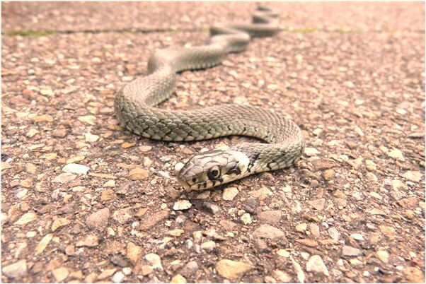 夢到了妻子頭髮自燃有什麼含義_周公解夢官網