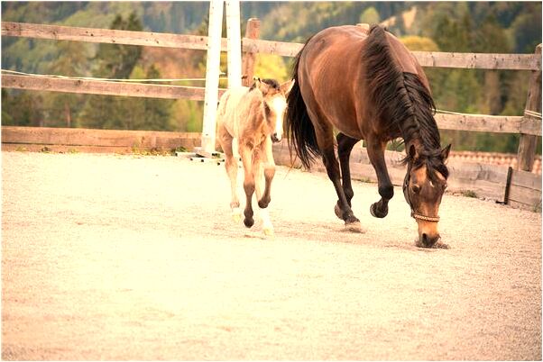 夢到穿黑色皮衣是什麼啟示_周公解夢官網