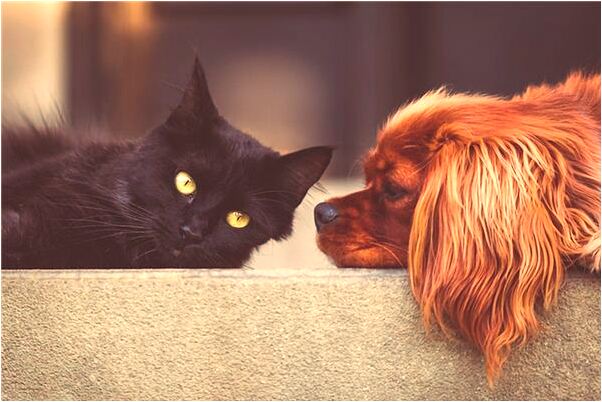 夢到桂花結葡萄的預兆_周公解夢官網