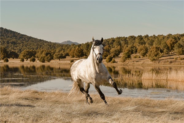 夢到賣馬是好的徵兆嗎_周公解夢