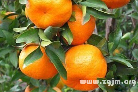 夢見橘子