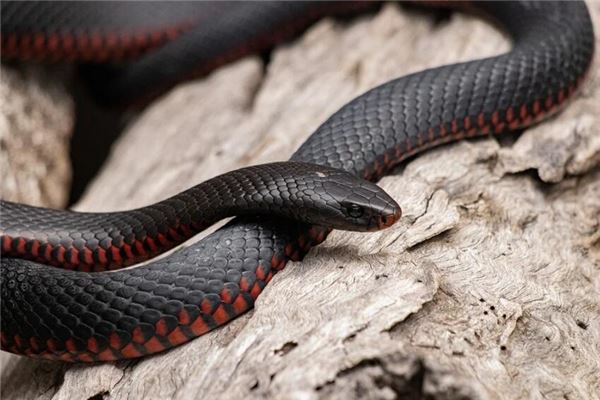 夢見長蟲_周公解夢