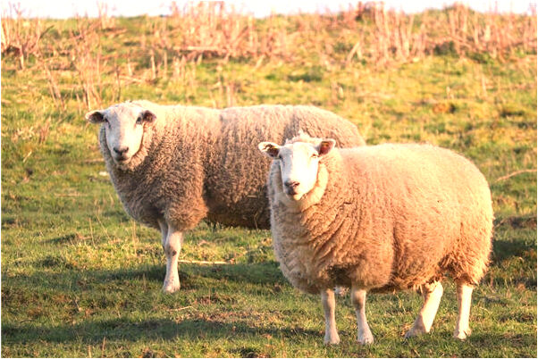 夢到和前男友在一起很相愛有什麼說法_周公解夢官網