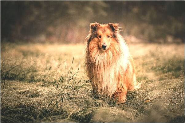 夢見小男孩在我家放火會是什麼預兆_周公解夢官網