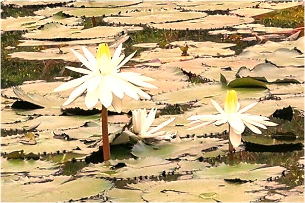 夢到了拉網捕魚代表著什麼_周公解夢官網