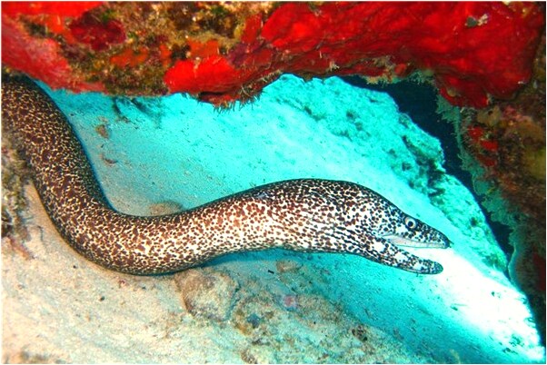 夢到了被人潑糞水放頭上有何寓意_周公解夢官網