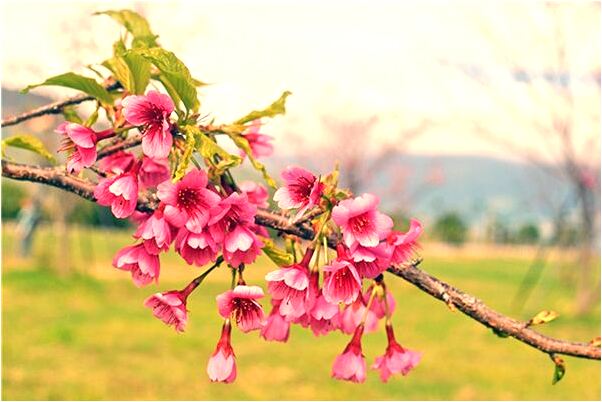 夢到坐車往北行走預示什麼_周公解夢官網