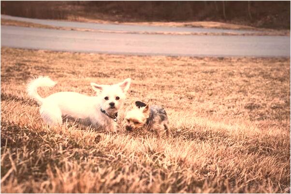 夢到了飛機著火墜毀有何寓意_周公解夢官網
