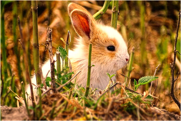 夢到一隻小蟲子爬過有什麼說法_周公解夢官網