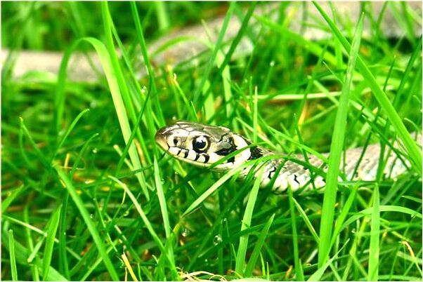 夢到被一條大魚咬到了是啥預兆_周公解夢官網