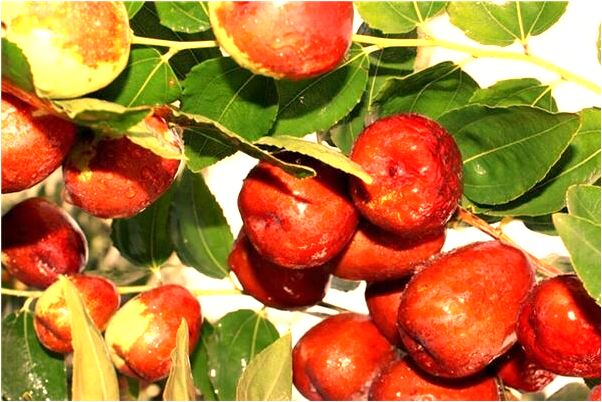 夢到了爸爸媽媽有什麼意思_周公解夢官網