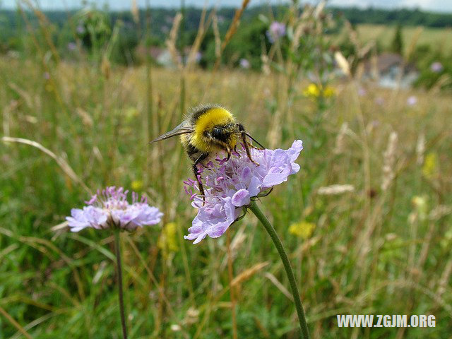 夢見捉螃蟹_周公解夢夢到捉螃蟹是什麼意思_做夢夢見捉螃蟹好不好_周公解夢官網