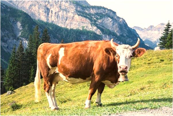 夢到了自己穿一件綠衣服是什麼啟示_周公解夢官網