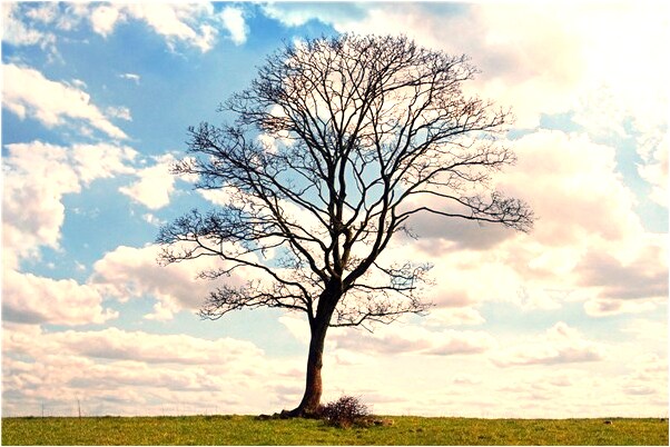 夢見自己掉大牙是不是好的徵兆呢_周公解夢官網