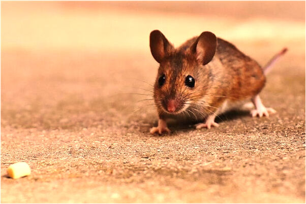 夢見草地慢慢消失怎么回事_周公解夢官網