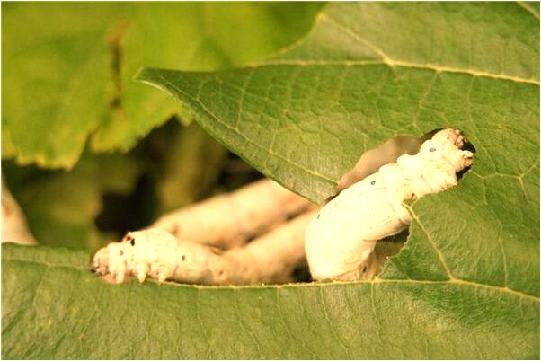 夢到了倒霉運的離開夢是好的徵兆嗎_周公解夢官網