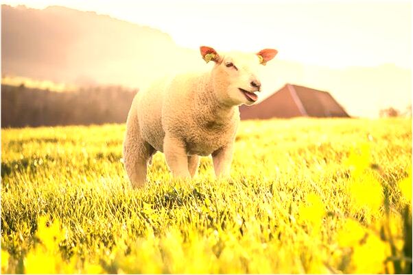 夢到自己給狗洗澡會是什麼預兆_周公解夢官網