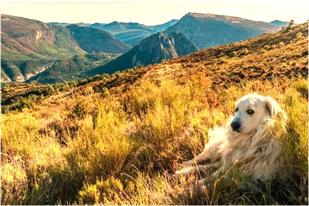 夢到長著鬍子的小男孩有什麼寓意嗎？_周公解夢官網