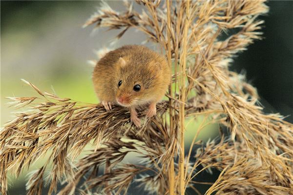 夢見大老鼠_周公解夢