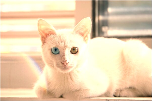 夢到了領導拿棍什麼預兆_周公解夢官網