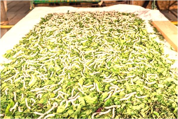 夢見親親死了欲養其兒子有什麼含義_周公解夢官網