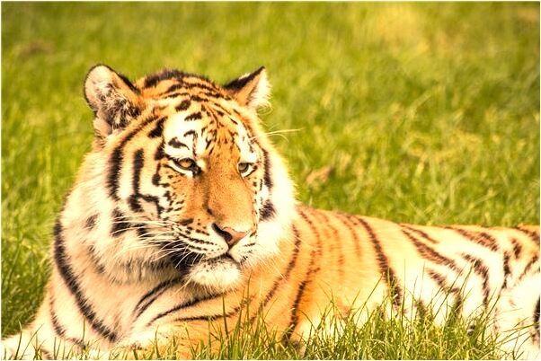 夢見吃粽子包粽子怎么回事_周公解夢官網