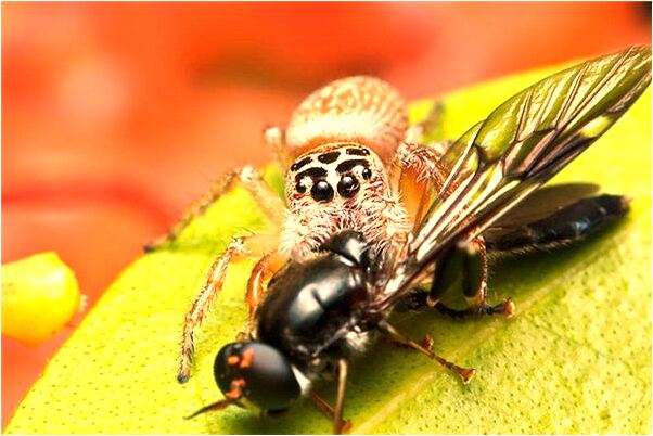 夢到了大蟒蛇被捉是什麼意思？_周公解夢官網