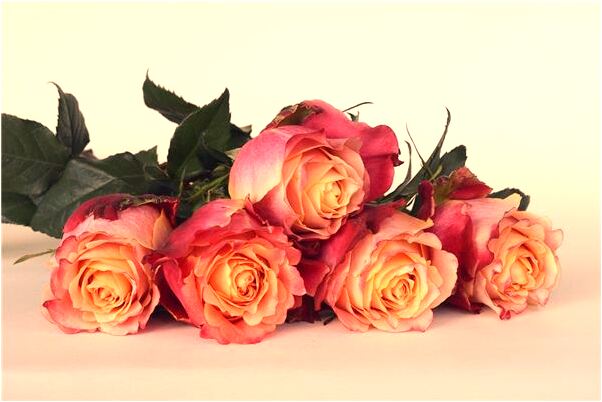 夢到了與狗玩有什麼含義_周公解夢官網