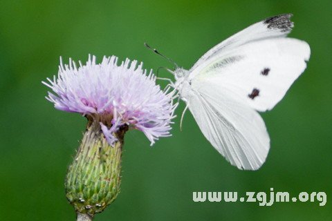 Dream of the white butterfly
