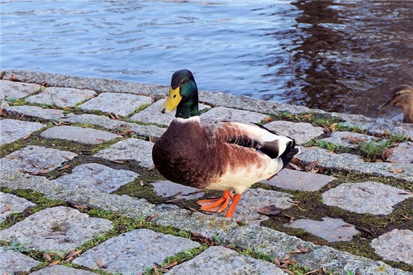 夢到鴨腸代表什麼_周公解夢