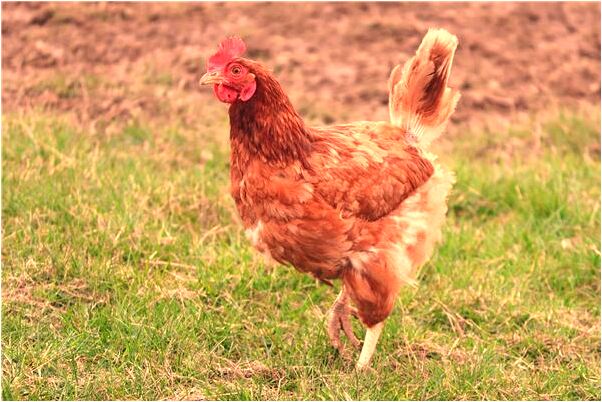 夢見裸體和父親是什麼預兆？_周公解夢官網