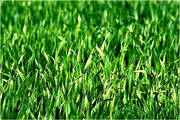 夢到了夢中寶寶的頭髮張好長有什麼徵兆_周公解夢官網