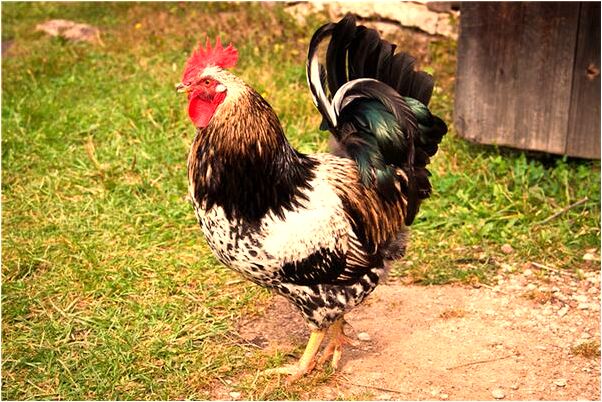 夢見魚翻騰的游有什麼意思嗎_周公解夢官網