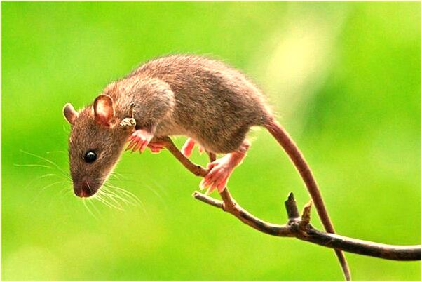 夢到一群狗圍著朋友代表著什麼？_周公解夢官網