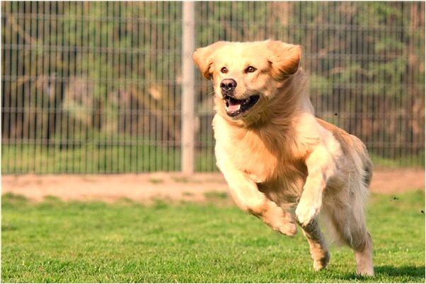 夢到自己吃飯比別人多意味什麼_周公解夢官網