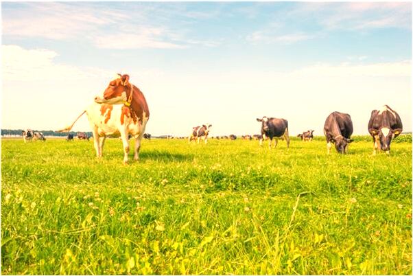 夢見最近經常前男朋友是什麼意思？_周公解夢官網