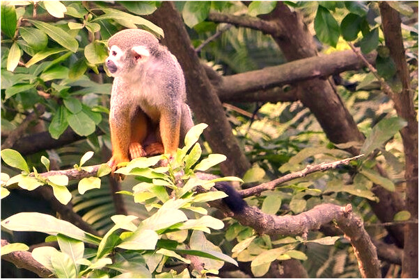 夢到了飛沙走石有什麼寓意嗎?_周公解夢官網