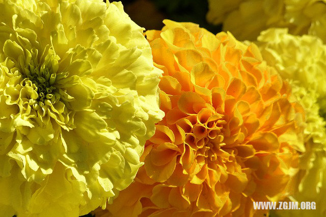 夢見給死人錢_周公解夢夢到給死人錢是什麼意思_做夢夢見給死人錢好不好_周公解夢官網