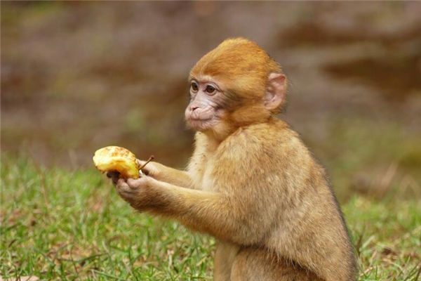 屬相猴年份性格特點_十二生肖