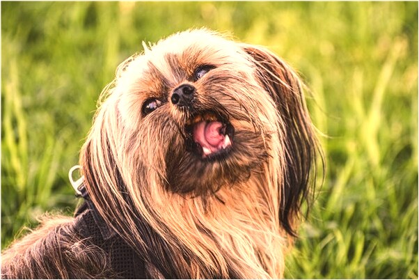 夢見住到別人家裡預示著什麼_周公解夢官網