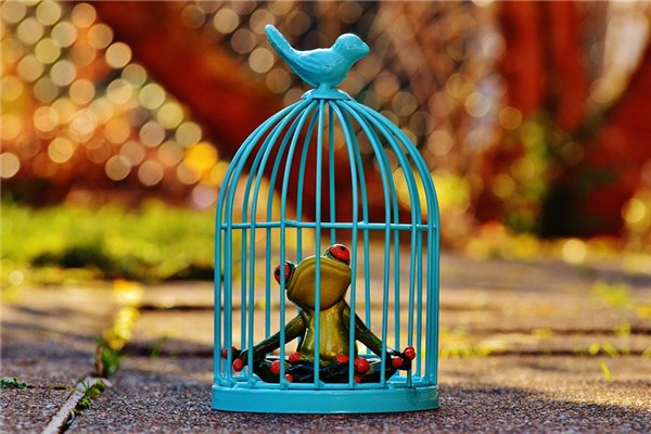 夢見捕捉有什麼含義_周公解夢