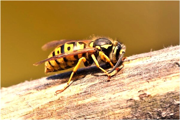 夢見許多死小魚是什麼意思？_周公解夢官網