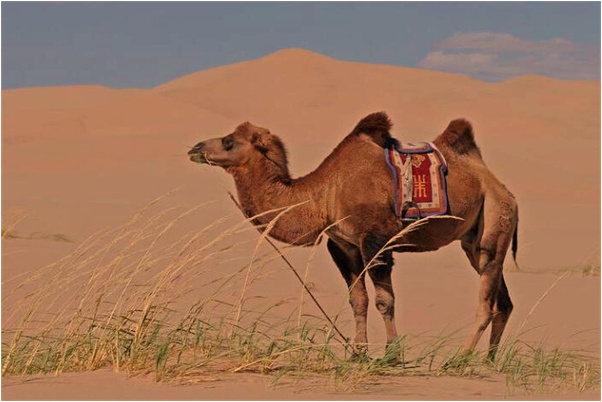 夢到店裡來了很多親戚代表什麼_周公解夢官網