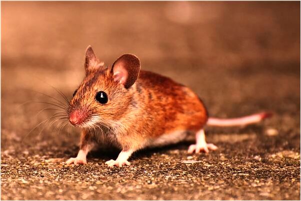 夢到去游泳和朋友發生爭執預兆了什麼嗎_周公解夢官網