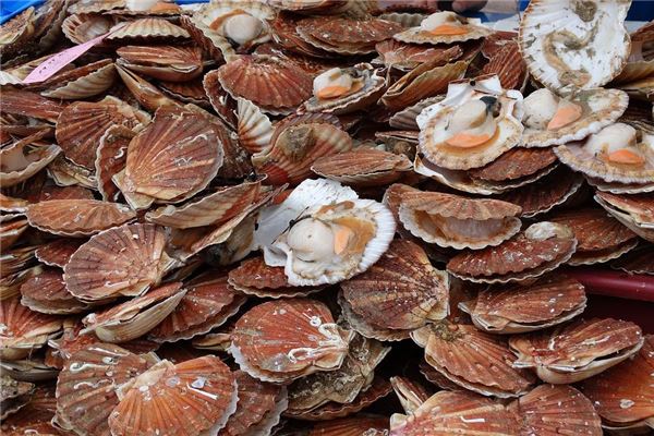 夢見扇貝_周公解夢