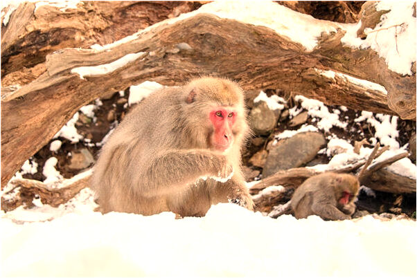 夢到很多蛇還被咬了是好是壞_周公解夢官網